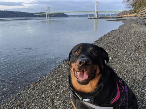 tacoma narrows bridge dog
